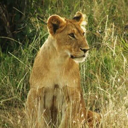 Cheap Uganda Safaris