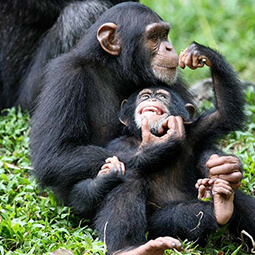 Cheap Uganda Safaris