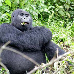 Cheap Uganda Safaris