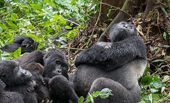 Uganda Wildlife Safaris