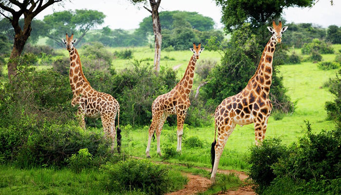 Uganda Wildlife Safaris