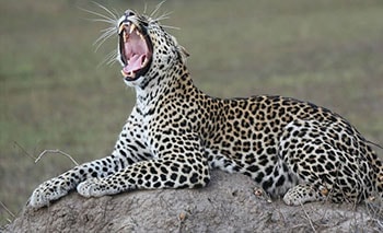 Uganda Wildlife Safaris