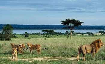 Uganda Wildlife Safaris
