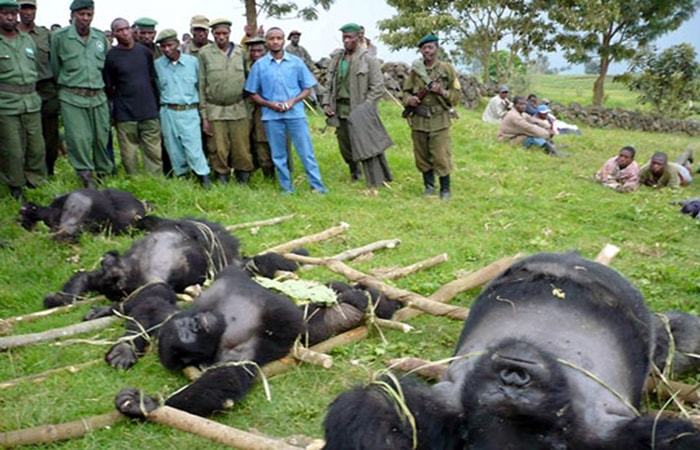 Why are Mountain Gorillas endangered?