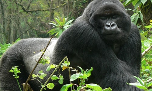 Gorilla Trekking Uganda from Entebbe