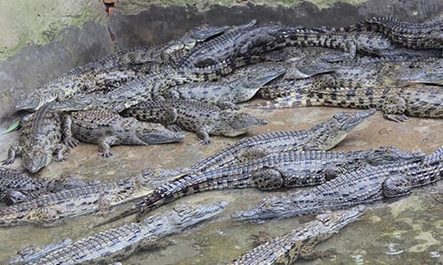Tour Buwama Crocodile Farm