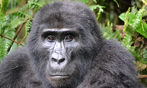 Uganda Wildlife Safaris