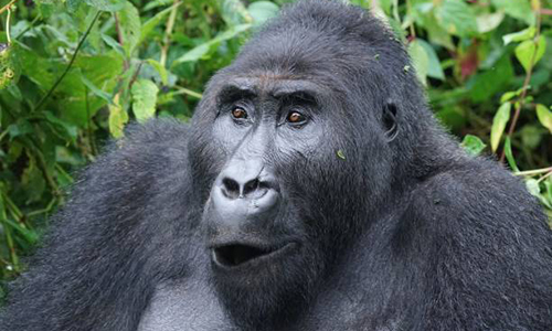 Types of Gorillas